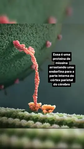 A endorfina é um neuro-hormônio, ou seja, trata-se de uma substância natural, produzida pela glândula hipófise, presente no nosso cérebro. Sua principal função é inibir a irritação e o estresse, contribuindo para a sensação de satisfação, bem-estar e de felicidade dos seres humanos. Existem várias maneiras de liberar a endorfina, reduzindo o estresse e melhorando a sensação de felicidade. Escutar uma música que traga boas lembranças, viver uma paixão, comer chocolate ou mesmo dar gargalhadas são formas de garantir que a substância esteja presente no organismo e promova o bem-estar.  E principalmente fazer o bem a alguém ou a muitas pessoas todos os dias, não há depressão que aguente isso.  Faça o Bem diariamente e se cure da depressão 😉 
