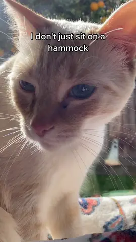 I would kill and die for Oscar and he would probably pass me by in the street pretending like he did not see me 🐈 #oscar #cat #funny #comedy #story 