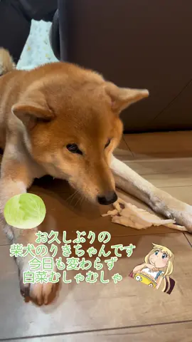 お久しぶりの投稿です #柴犬の力ちゃん #ヒカキンボイス 