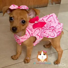 Vestido roupa pet para filhotes de pinscher 0 e 00 🐕🥰 #pinscher #pinscherbrasil #pinschermini #pinscherbravo #pinschers @Nyx_Stefany 