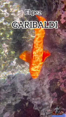 “Garibaldi” El hermoso pez NARANJA 🍊❤️ #tiktok #trending #foryou #viral #fyp #ardisanquintin 