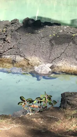 Hawaii is gorgeous!! Found this little beach in hilo hawaii. #hilohawaii #hawaii #hawaiitiktok #hawaiiturtle #hilohawaii #konahawaii #thebigisland #thebigislandhawaii 