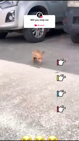 #question from @wukge06421 #greenscreenvideo Will you help me 🥺#fyp#tiktok#foryou#straydogs#dog#cat