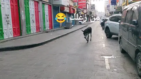 الله يعلم من زعله 😂😂 احسه مقهووووور  #رامي_عطا #يوميات_بن_عطا #تيكتوك_موسيقى  #حمار_زعلان #الحمار_المقهور 
