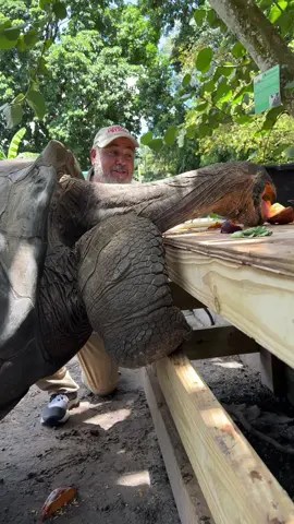 At 106 years old you would think Adolf would have some table manners and wait for us to get our food before he started eating 😂😂😂 one amazing Galapagos island tortoise 🐢 ##giant##tortoise#e#eating