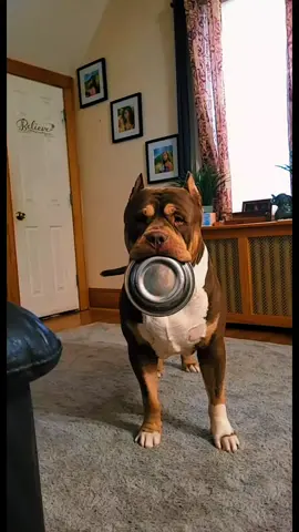 #backatitagain #lux #bigboy #greedy #americanxlbully #howl 
