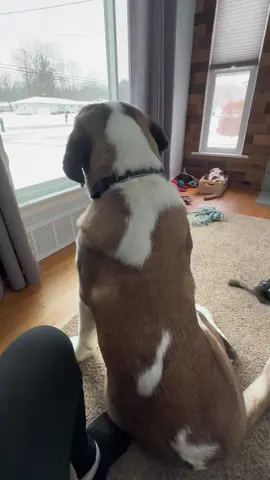 Norman talks about trust #trust #ihavesomethingtosay #saintbernard #saintbernardpuppy #saintbernardsoftiktok #dog #dogsoftiktok #talkingdog #PetsOfTikTok #pet #fyp #stbernard #puppy #puppylove 