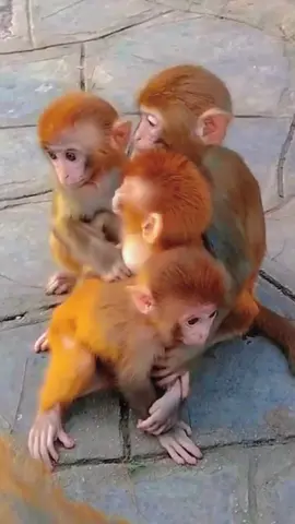 Play with the three little monkeys 🐒🐒🐒🐒 #monkeytiktok #poormonkey #fyp #foryou #monkey #monkeyplaying #cute 
