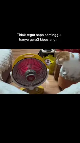 Rebutan kipas angin 😅😂#kucinglucu #kipasangin #fypシ 