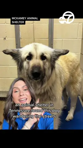 This story though 😭😭😭 #dogs #animalshelter #reunited 