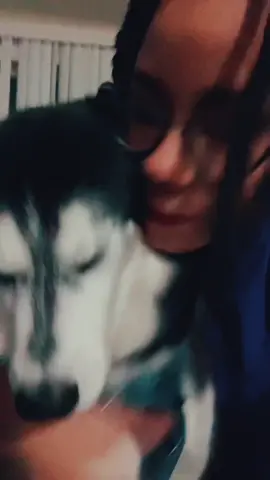 That second hug was too much. He said I’m outta here.  #haikuthehusky #fyp #viral #husky #dog 