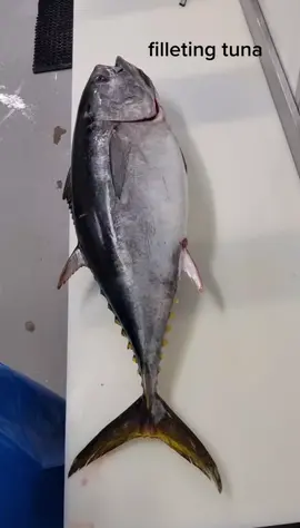 #tuna #sushi #sashimi #japan #seafood #howtofillet #howtofillet #satisfying #work #fishmonger #foryoupage #foryou #fyp #howto #fish #cleaningfish #ocean #salmon #cut 