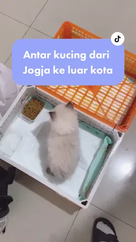 pengiriman luar kota check #pengirimankucing #kalog #adopsikucingjogja #adopsikucing 