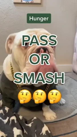 Emphasis on the smash   #jupiterthebulldog #eb #englishbulldog #pass #smash #passorsmash #trend #trending #fyp #viral #dogsoftikok #dogcreator 