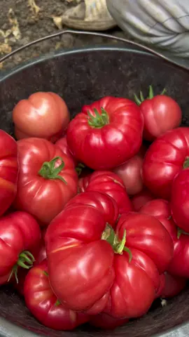 Tomatoe harvesting #fyp #foryoupage #foryou #romania #agriculture #vegetables #constanta #legume #semintelegume #tomatoes #veggies 