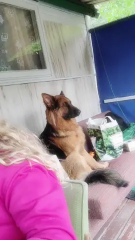 #germanshepherd #owczarekniemiecki #pagon 