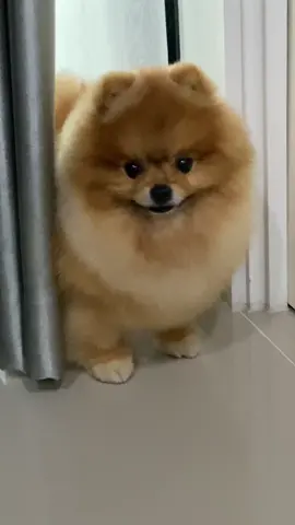 หล่อ ขนฟู เท่านั้นที่ทำให้โบยบิน 😂 #สัตว์เลี้ยงtiktok #น้องดุ๊กดิ๊ก #ปอมเมอเรเนียน #เคล็ดลับสัตว์เลี้ยง #สัตว์เลี้ยงน่ารัก #ปอมหน้าหมี #ทาสหมา 