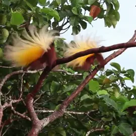 burung cendrawasih #bird #burung #fyp #selpanarenda