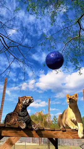 Playing ball with Tank & Binta! #NOTpets #lion #lions #jaguar #jag #tank #teamtank #play #playtime #bigcat #bigcats #cat #cats #cute #fun #Love #animal #animals #fl #florida #fyp 