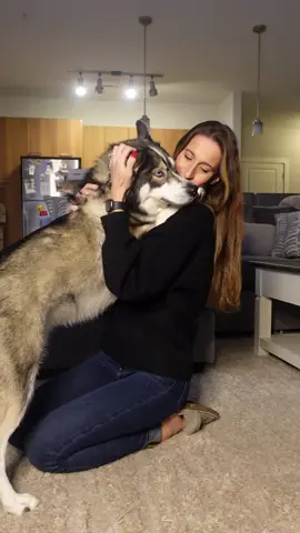 His little smile at the end 😭 #ReadySetLift #huskiesoftiktok #huskies #dogsoftiktok #dogmom #huskylife 