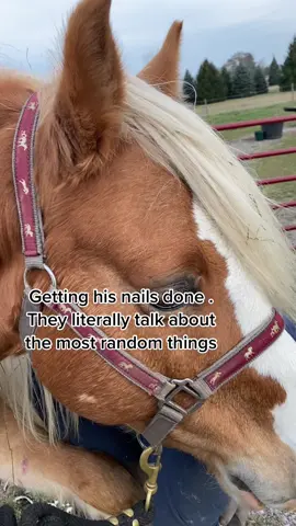 Mr T gets his Nail did 💅 #horse #horsesoftiktok #ferrier #hooftrim #hoofcare #foryou #horsegirl #horsemaintenance #equine #fyp #halflingers #halflinger #hobbyfarm #haflingerhorse #thesexyhorse #ReadySetLift #startupfarm #farmliving @The Sexy Horse 