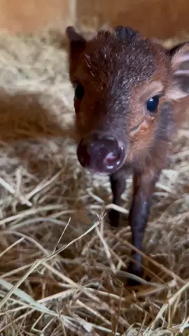 Meet Harvey! This handsome chap is the tiniest addition to our orphan herd.  Wondering why we chose the name Harvey? He is a Harvey’s red duiker, a subspecies of pint-sized antelope. His name may not be our most creative, but when your species is so sweet, why go off piste! #animals #wildlife #nature #animalrescue #kenya #conservation #harvey #duiker #tinyanimals #sheldrickwildlifetrust 