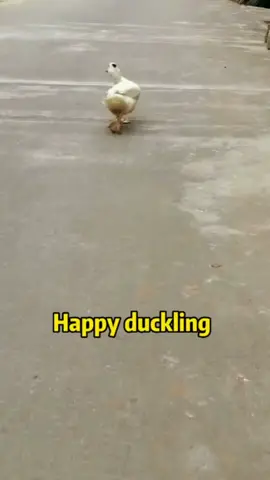 This duck🦆 🐥  has suddenly become famous in recent days. It walks so horizontally #pets#duckling#PetsOfTikTok#funnyv#fyp