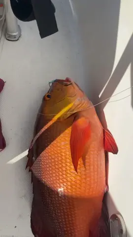 Throw back on an absolute behemoth Red Bass jigged up in deep water !! #fishing #bass #fyp #greatbarrierreef 