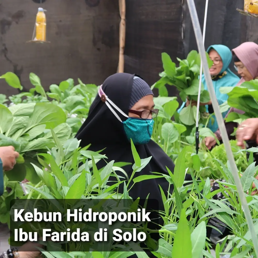 Yuk mampir ke kebun ibu Farida di Kadipiro, Solo Ada hidroponik sayur, aquaponik ikan nila, dan budidaya azolla untuk pakan ikan Lokasinya di perkampungan tapi bisa memproduksi sayur untuk dijual dan dikonsumsi keluarga sendiri Hebat sekali! #berkebun #berkebundirumahaja #hidroponik #hidroponikpemula #berkebundirumah #hidroponiksederhana #berkebunhappy 