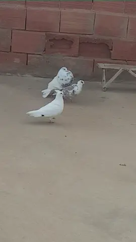 حمام قيطانو الله يبارك