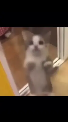 Cats are cooler than you🐱😎#capcut #kittycat #epic#fyp#fypシ #foryou #fouryoupage 
