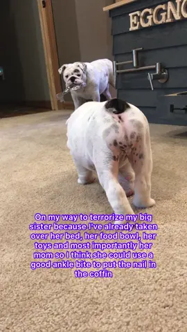Puppy life rules 🐶 #puppylife #dogsoftiktok 