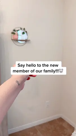 Obsessed with him🐭❤️ #fyp #viral #chinchilla #chinchillasoftiktok #newpet #MomsofTikTok 