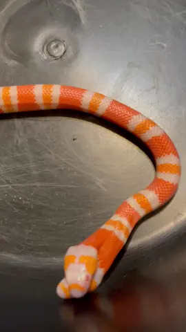 #twist #twistandshout #twoheadedsnake#albino#honduran#babysnakesoftiktok  #twoheads #carawaycreek#2gether4ever #twobrainsoneheart#twotwo#2 #doubleheads #snakes #TwoOptions #justthetwoofus #gemini #gemini♊️  #twins#hatchlingsnakes #snakesarecool #orangebands #orangesnake #redeyes ##wigglewiggle #slither #twisty #fingerscrossed #miracle #13 #snakey#snakes#crawly #creepycrawly#lovesnakes#peaceout #babytwoheadedsnake #ilovesnakes