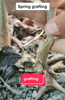 Spring grafting. Get ready. #graftingtree #graffiti #graftingtechniques #grafted #graft #grafting #graffitiart #gardening #grafter #foryourpage 