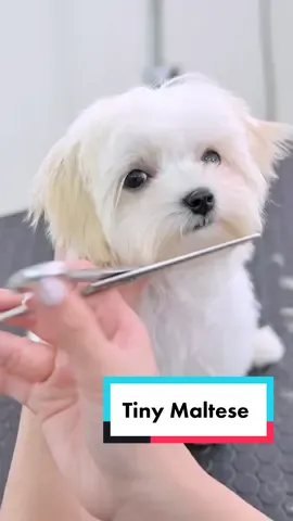 小さすぎてハサミが。。。🫣✂️ #lovelygrooming #groomer #maktes  #puppy #犬 #マルチーズ #トリミング #極小
