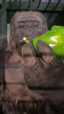 This lovely lady is enjoying her pepper #gorilla #mukbang #asmr #fyp #fypシ #foryou #foryour #fypage #eating #food  #foryoupage #foryourpage