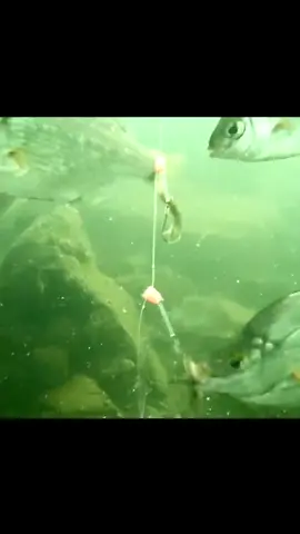 So many fishes… #underwater #fishing #Outdoors 