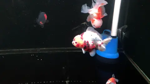 Kita coba keep Goldfish 😍🫣 #GenshinImpact34 #xyzbca #AQUADULU #fyp #foryou #fypシ #tiktok #tiktokpelitfyp #fish #channa #fishtok #CapCut #goldfish 