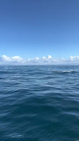 Amazing encounter when this pair of fully grown Humpbacks swam over to say hello during a private charter 🐳Book now using link in bio🎉 #whalewatching #whale #tail #humpbackwhale #breach #jump #fly #low #news #media #lunges #wildlife #montereycalifornia #coast #cali #sun #fun 