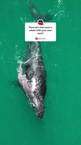 #question from @discovery A humpback whale mother and calf 💙 (🎥: @kenzokiren) #Nature #Ocean #Conservation 