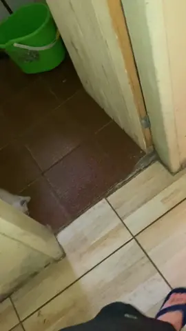 This kitten performs an adorable sneak attack 😍😹🥷  #viralhog #kittens #cute #sneakattack 