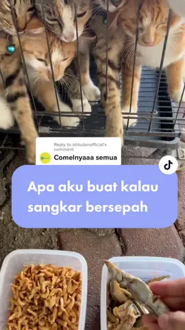 Replying to @ohbulanofficial Semua beg kuning dah ad, jd dah tak tercari cari dah pasni. Btw Jangan tertipu dengan kecomelan dorg Sbb masing masing perangai menyawan je dalam sangkar tu even dah kemain luas 🤦🏻‍♀️ Utk yg tanya sebelum ni cara aku kemas sangkar mcm ni lah👍🏻 Semoga bermanfaat. Bukan sponsored ni, self sponsored 🤣 #nanovet #nanovetcageandfloorcleaner #nanovetwateradditive #nanovetpetstainurine #petstainodoureliminator #pawpalcatlitterdeodoriser #nanovetantifungalspray #nanovetfleaandtickpowder 