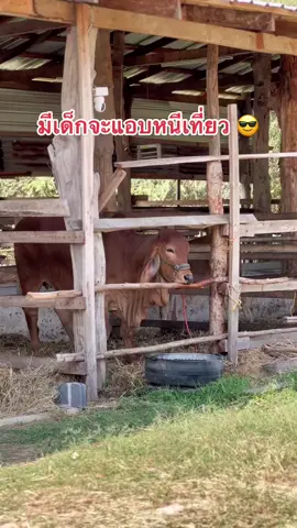 มีเด็กจะแอบหนีเที่ยว #วัว #ศรีสุขฟาร์มSS² #บราห์มันเลือดร้อย #บราห์มันลูกผสม #cow 