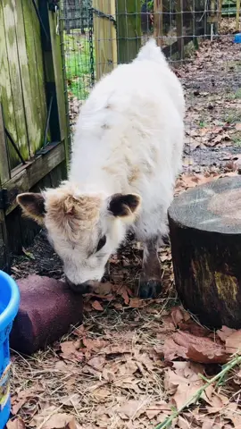 Bruno says salty is way better than sweet! #ticktock #cute #babyfarmanimals #fyp #foryourpage #babycow #minicow #fluffy #calvesoftiktok #cowlovers #cutenessoverloaded #farmlife 