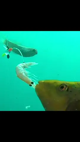 Good boy… #underwater #fishing 