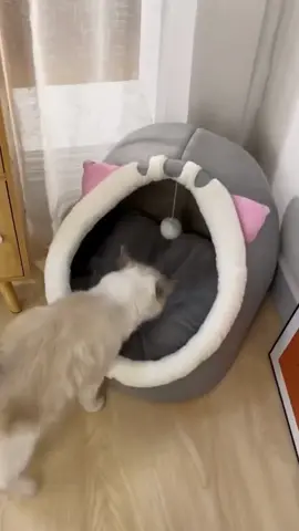 ที่นอนน้องแมวแบบโดม น่ารัก นุ่มๆเลย #ที่นอนแมว #catsoftiktok #สวนสัตว์tiktok #แมวน่ารัก  #ทาสแมว 