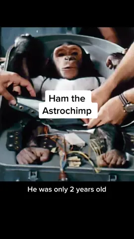 Ham the Astrochimp was so brave #ham #history #historical #hamthechimp 