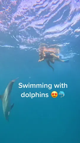 Nager avec des dauphins, une expérience incroyable que j’ai eu la chance de faire à l’île Maurice 😍🐬🌴 #maurice #ilemaurice #mauritius🇲🇺 #dolphins #ocean #oceanlife 