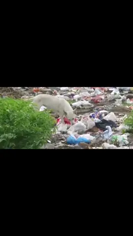 There are 5.25 trillion pieces of plastic in the oceans around the world. #pollution #life #earth #recycling #recycle #reality #real #nature #sea #edit #fyp #fy #animals #corecore 